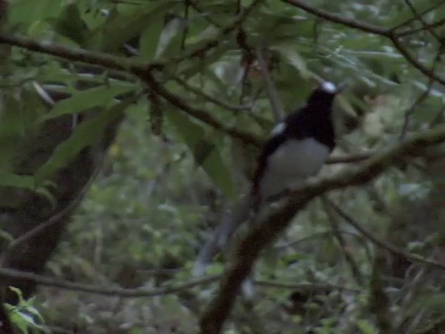 Spotted Forktail - ML201561081