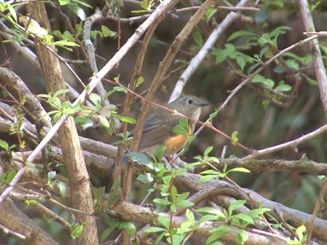 Himalayan Bluetail - ML201561101