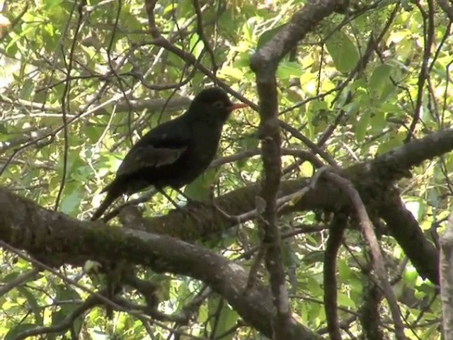 Gray-winged Blackbird - ML201561121