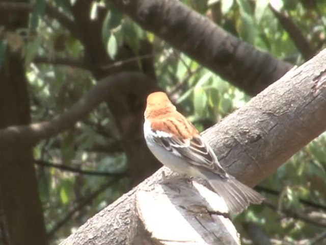 Russet Sparrow - ML201561141