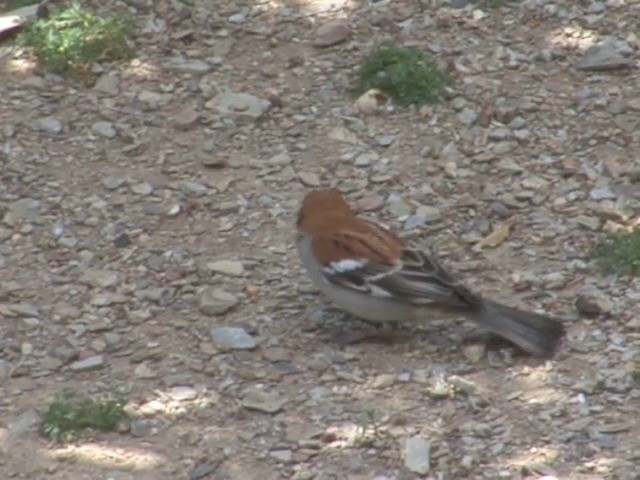 Russet Sparrow - ML201561151