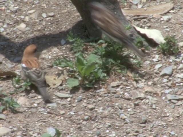 Russet Sparrow - ML201561161