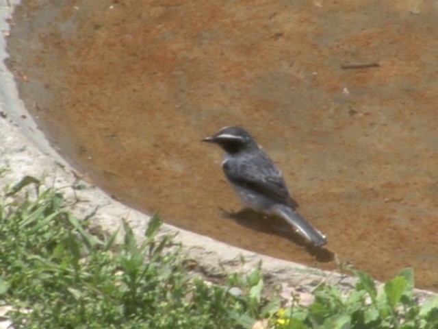 Gray Bushchat - ML201561171