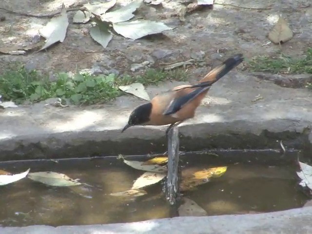 Rufous Sibia - ML201561181