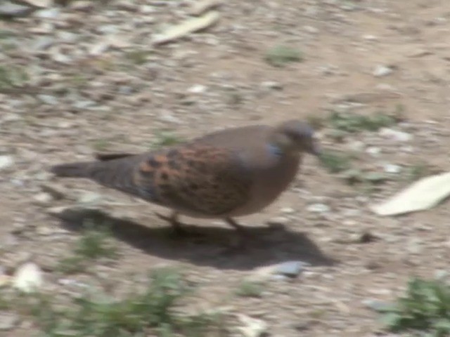 Oriental Turtle-Dove - ML201561191