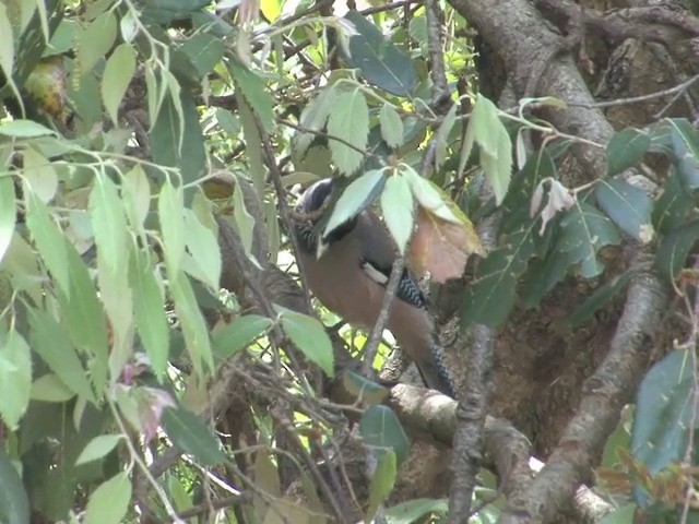 Black-headed Jay - ML201561201