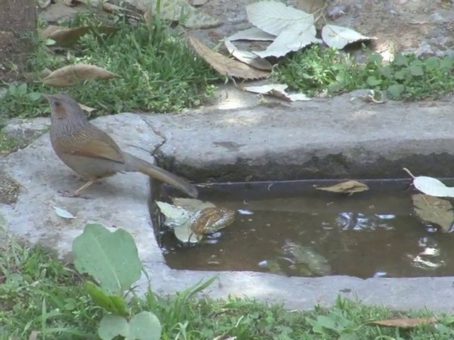 Streaked Laughingthrush - ML201561221