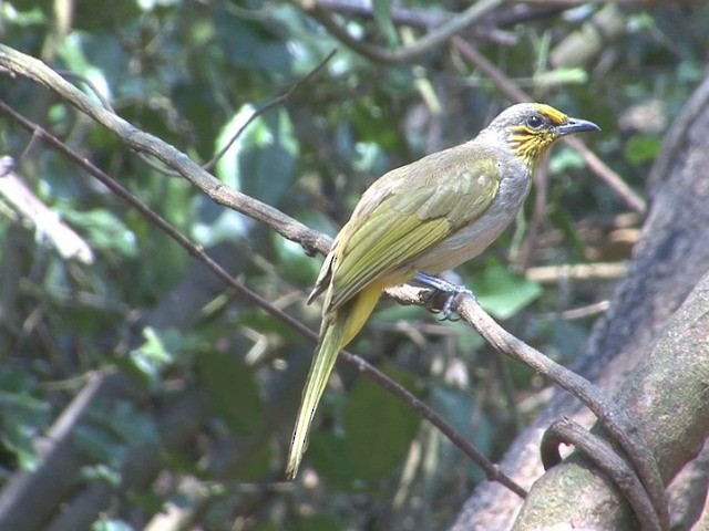 Stripe-throated Bulbul - ML201561251