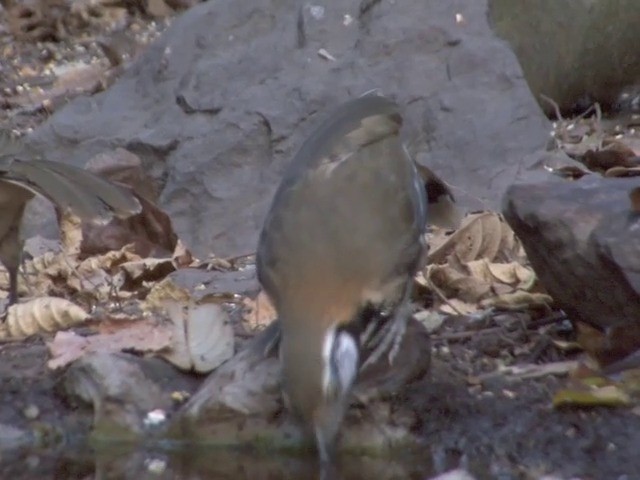 Greater Necklaced Laughingthrush - ML201561301