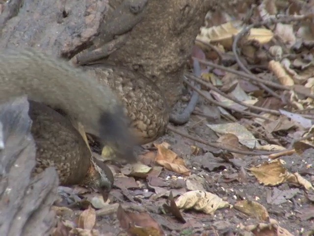 Scaly-breasted Partridge (Green-legged) - ML201561311