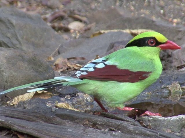 Common Green-Magpie (Common) - ML201561321