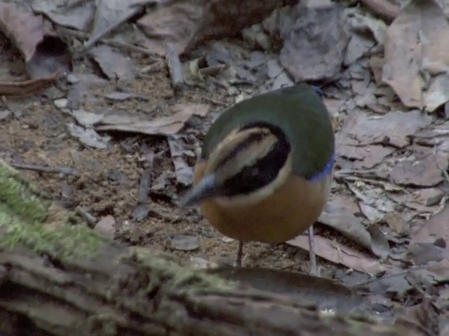 Blue-winged Pitta - ML201561351