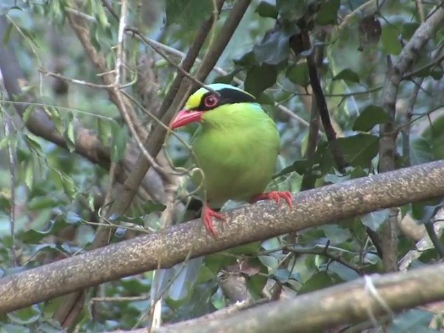 Common Green-Magpie (Common) - ML201561361