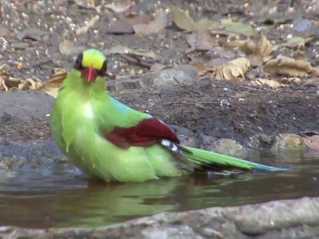 Urraca Verde (grupo chinensis) - ML201561371