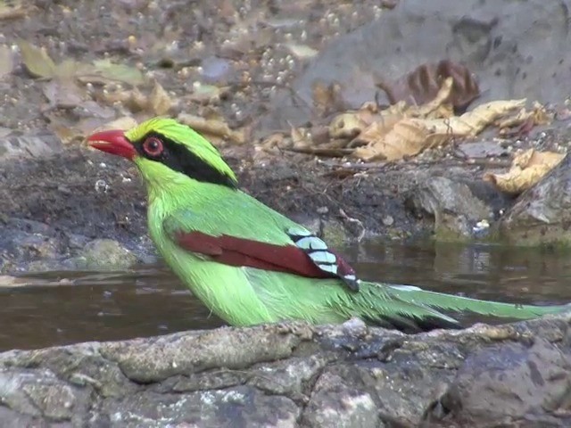 Common Green-Magpie (Common) - ML201561381