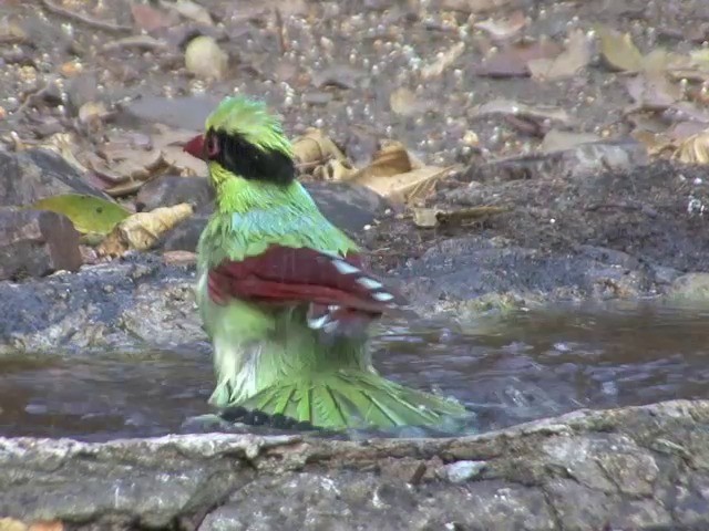 Urraca Verde (grupo chinensis) - ML201561391