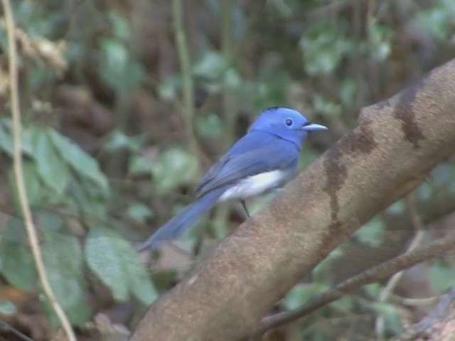 Black-naped Monarch - ML201561411