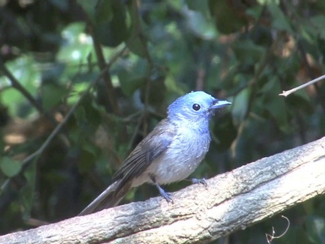 Black-naped Monarch - ML201561421