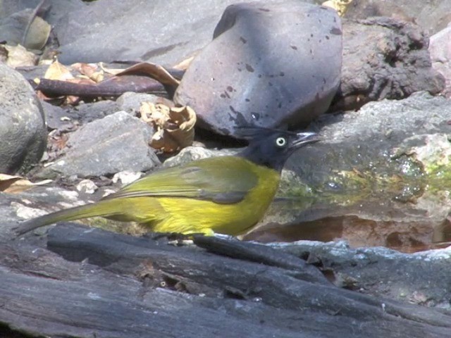 Black-crested Bulbul - ML201561441