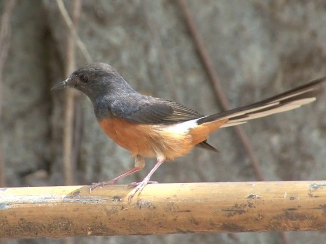 White-rumped Shama (White-rumped) - ML201561461