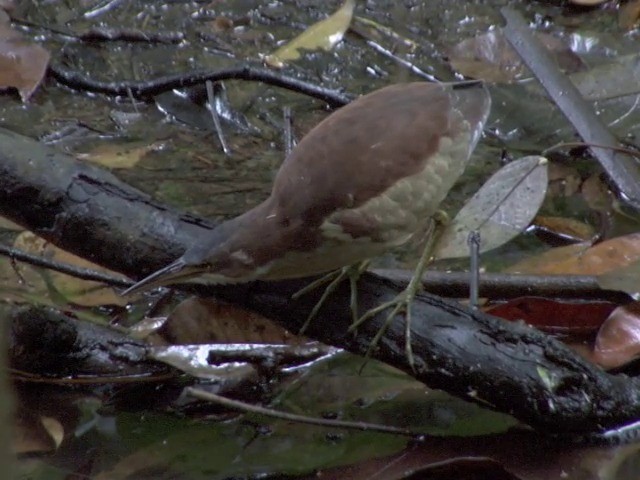 Schrenck's Bittern - ML201561471