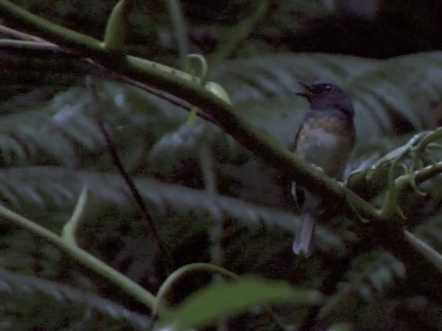 Blue-breasted Blue Flycatcher - ML201561491