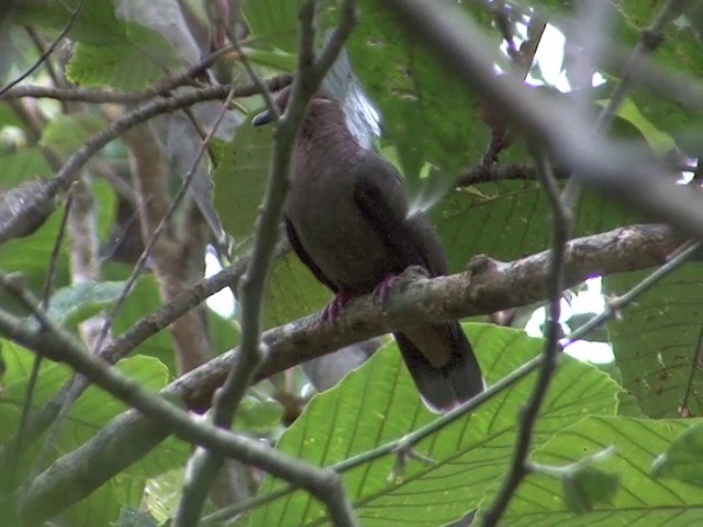 holub ametystový (ssp. amethystinus/imeldae) - ML201561521