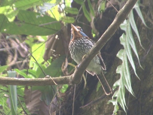 Spotted Kingfisher - ML201561561