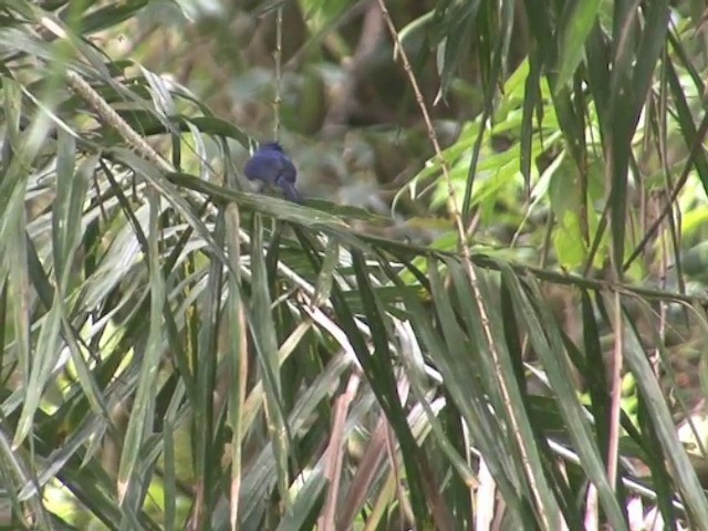 Short-crested Monarch - ML201561601