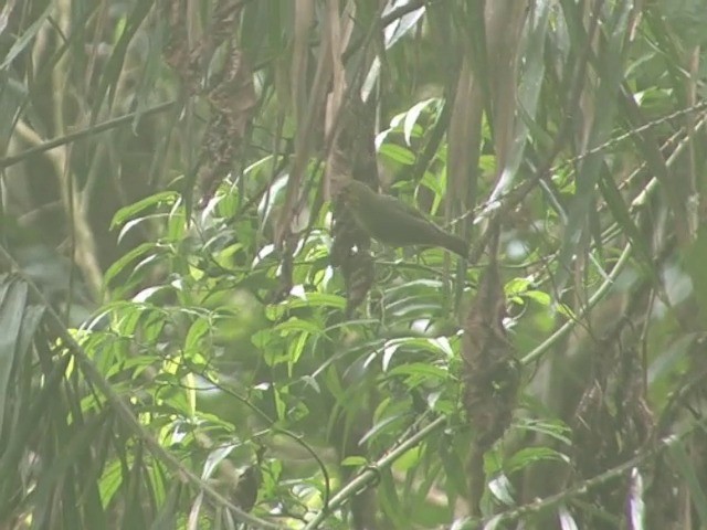 Golden-crowned Babbler - ML201561611