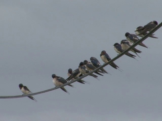 Barn Swallow (Buff-bellied) - ML201561641