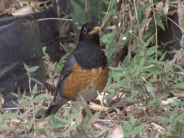 Black-breasted Thrush - ML201561711