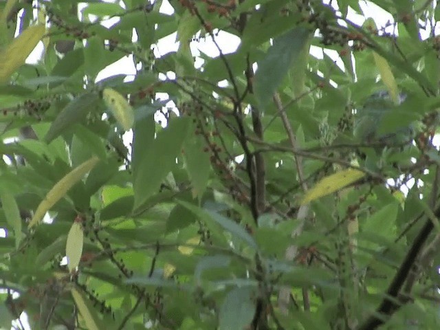 gulstrupeskjeggfugl (ramsayi) - ML201561831