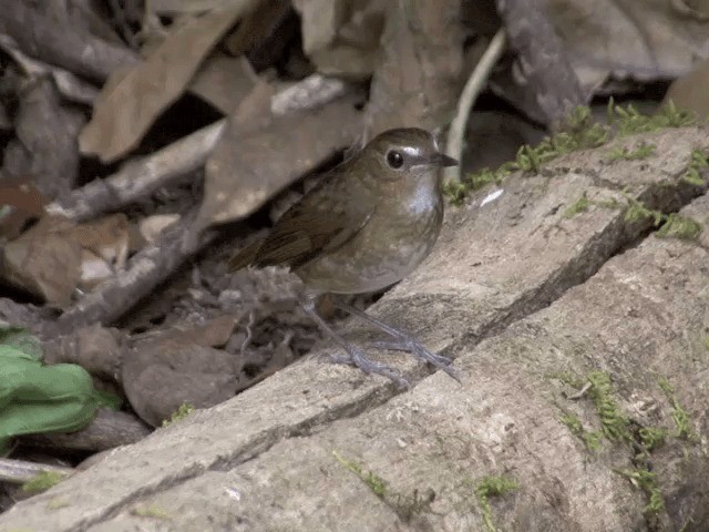 白喉短翅鶇 - ML201561861