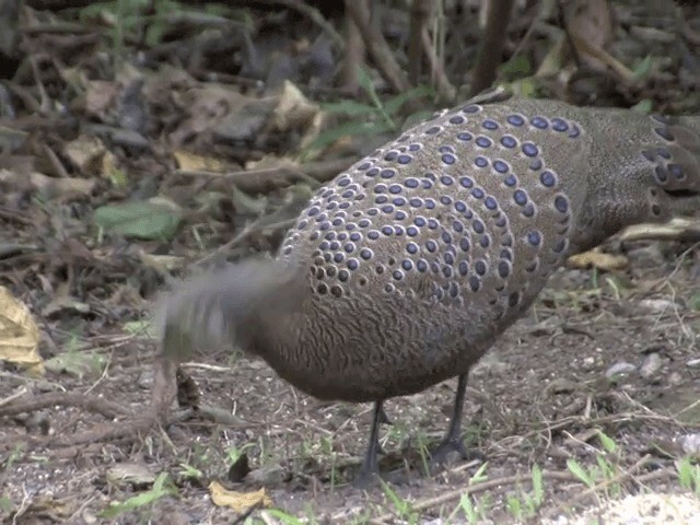 Gray Peacock-Pheasant - ML201561871