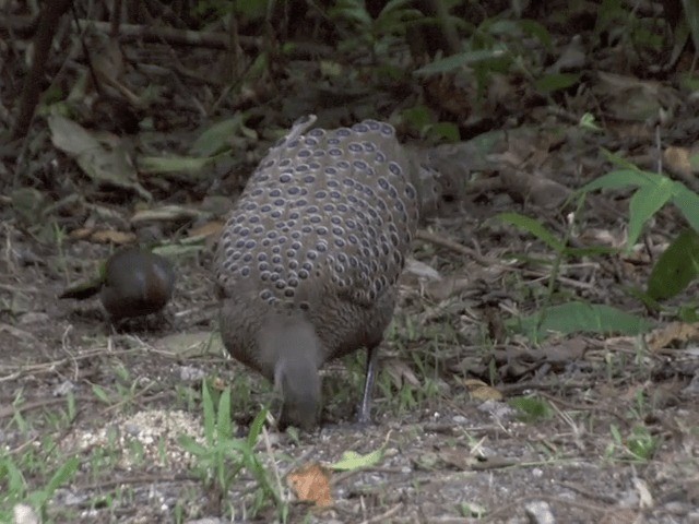 Éperonnier chinquis - ML201561901