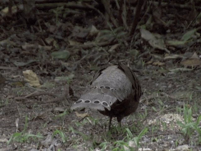 Gray Peacock-Pheasant - ML201561911