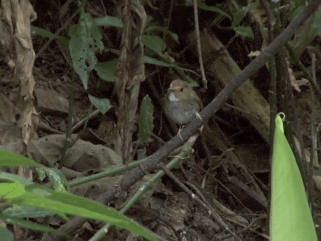 Rufous-browed Flycatcher - ML201561931