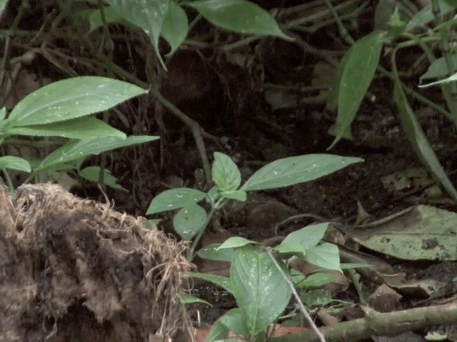 Eyebrowed Wren-Babbler - ML201561951