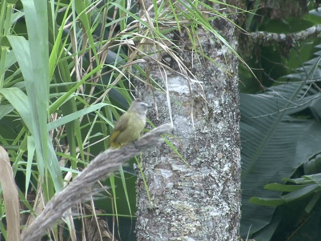 Flavescent Bulbul - ML201562011