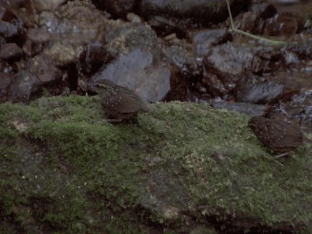 Eyebrowed Wren-Babbler - ML201562121