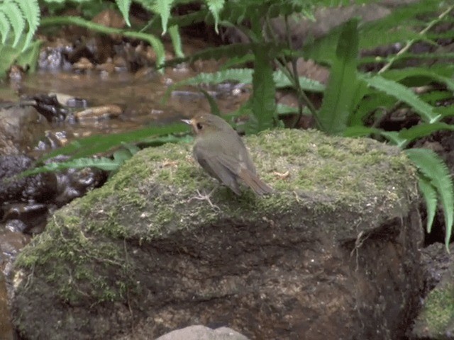 Rufous-browed Flycatcher - ML201562171