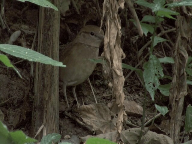 Rostnackenpitta - ML201562191