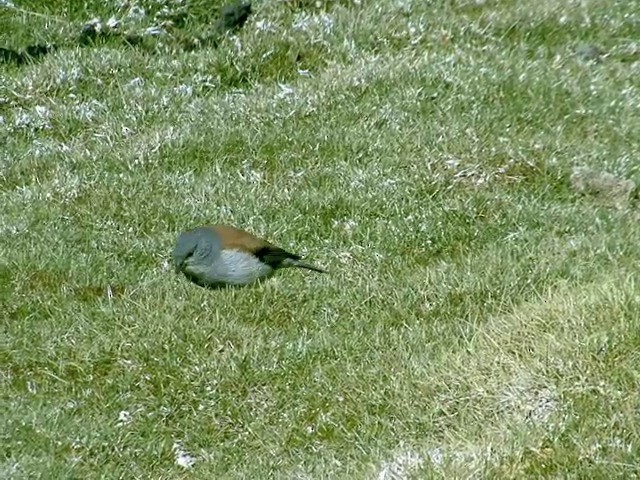 Red-backed Sierra Finch - ML201562241