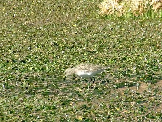 Baird's Sandpiper - ML201562301