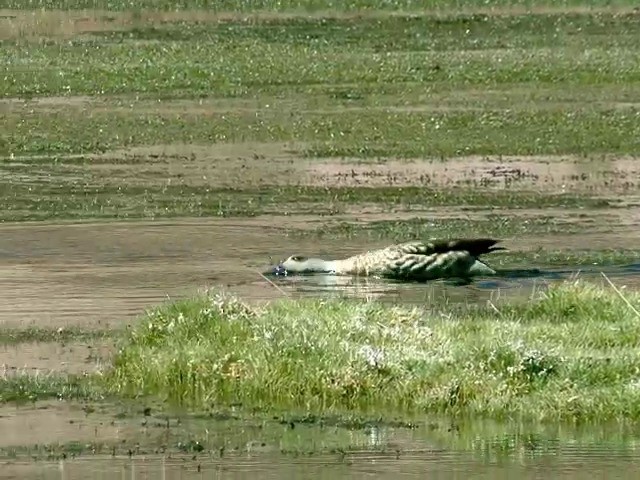 Crested Duck - ML201562341