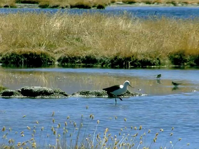 Andean Avocet - ML201562381