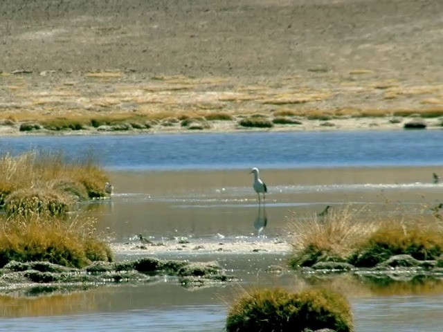 Avocette des Andes - ML201562391