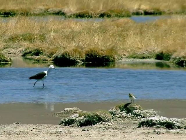 Avocette des Andes - ML201562401