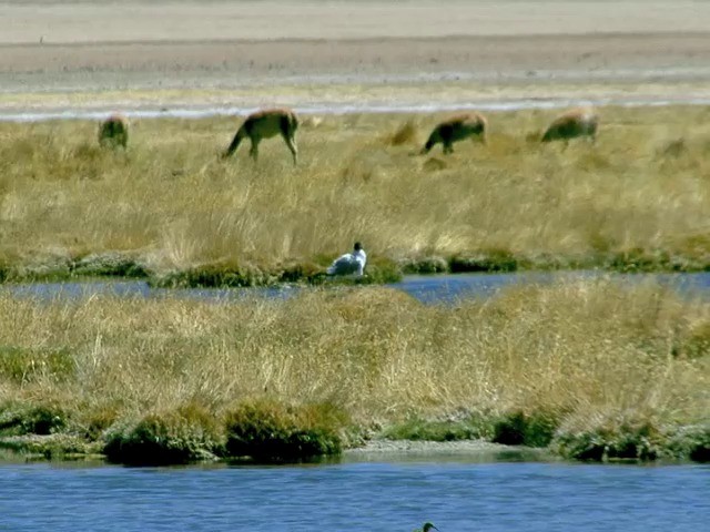 Mouette des Andes - ML201562411